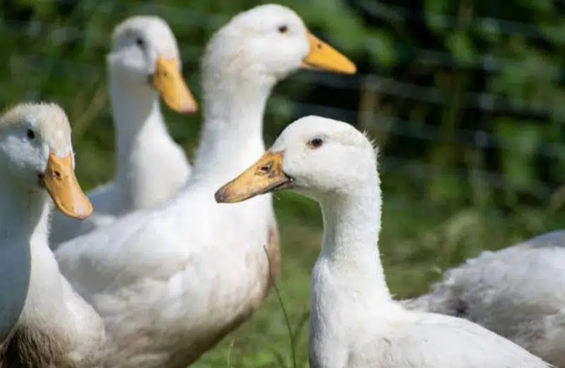 1 male 4 female duck for sale all eggs day rhi hain