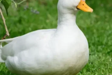 1 male 4 female duck for sale all eggs day rhi hain