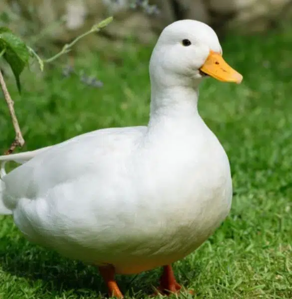 1 male 4 female duck for sale all eggs day rhi hain