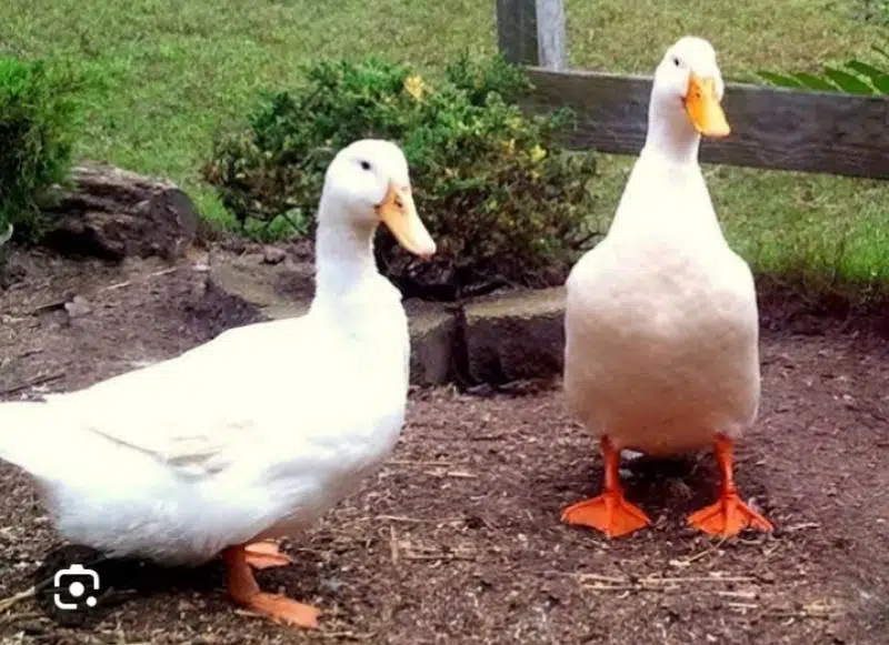 1 male 4 female duck for sale all eggs day rhi hain