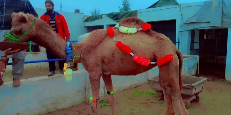 asal warraichii camel for sale