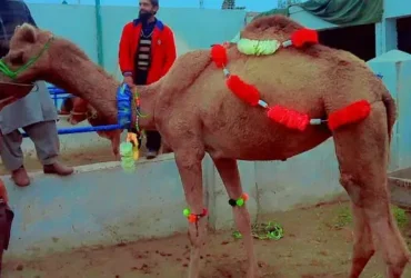asal warraichii camel for sale