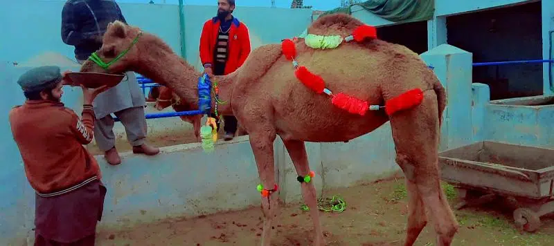 asal warraichii camel for sale