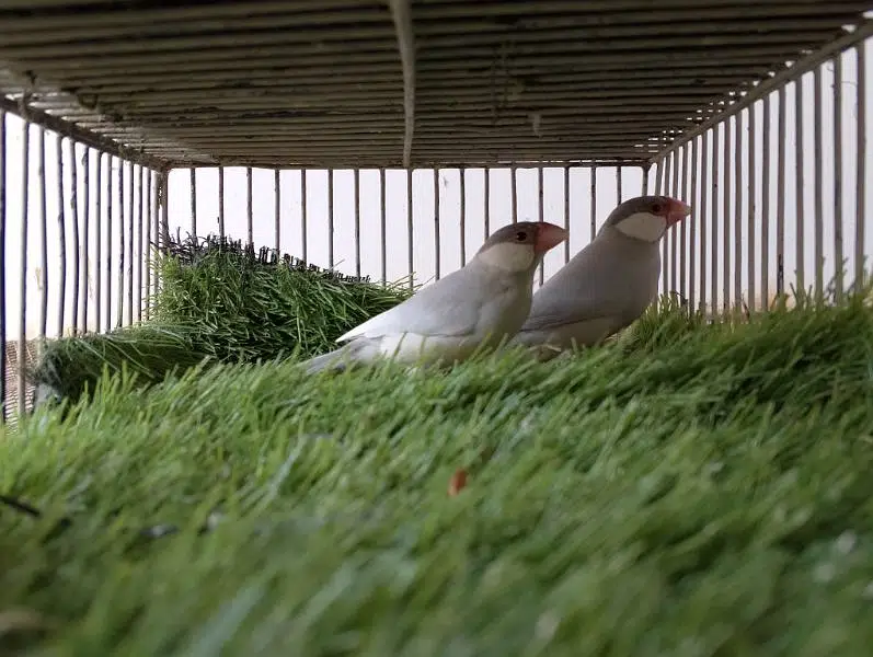 Java Bonded Pairs For Sell