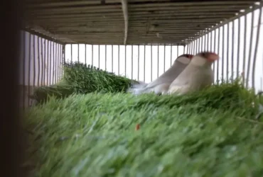 Java Bonded Pairs For Sell