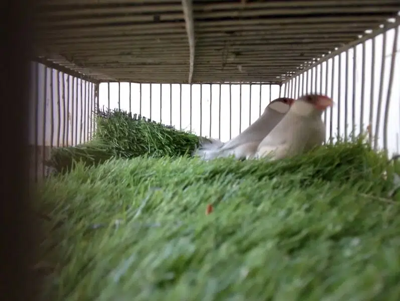 Java Bonded Pairs For Sell