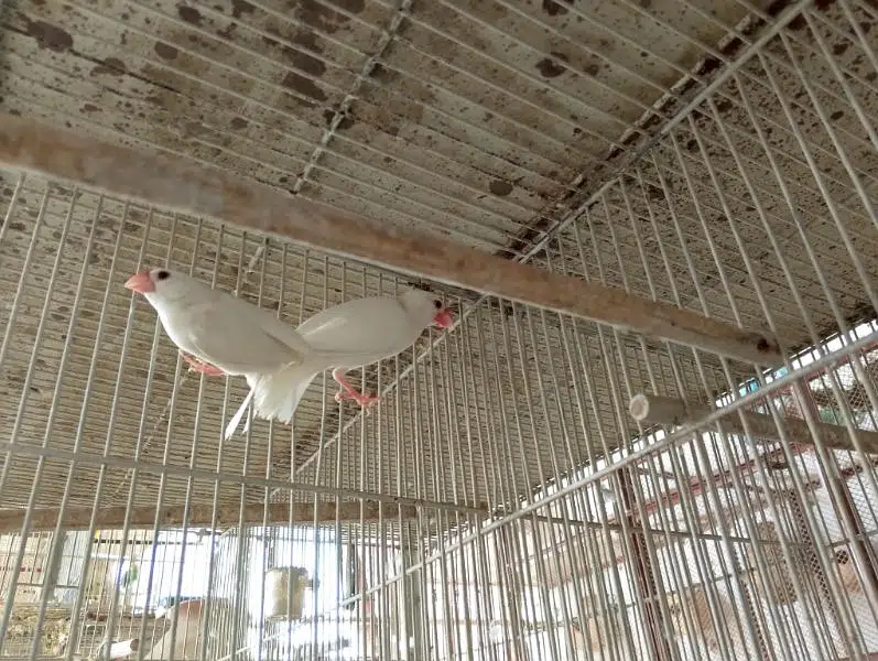 Java Bonded Pairs For Sell