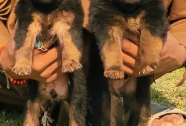 German Shepherd Puppies for sale /dog for sale / dogs