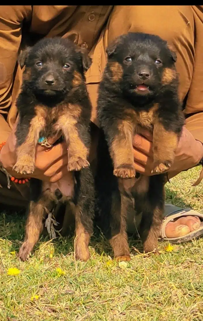 German Shepherd Puppies for sale /dog for sale / dogs