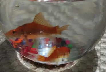 3 beautiful healthy active fishes for sale