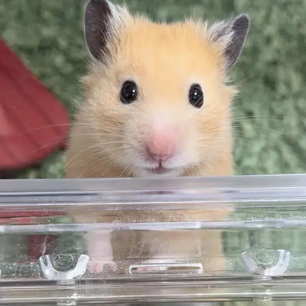 hamsters babies for sell in cheap prices