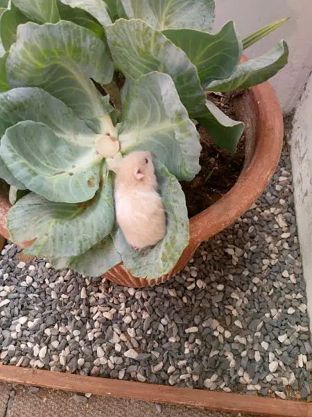 hamsters babies for sell in cheap prices