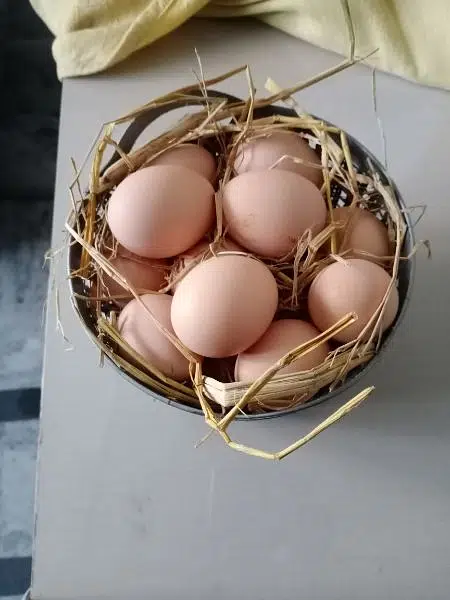 DESI EGGS • (RIR AMERICAN BREED)
