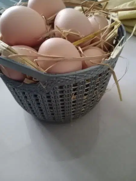 DESI EGGS • (RIR AMERICAN BREED)