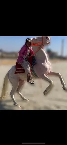 white horse for sale nukra