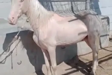 white horse for sale nukra