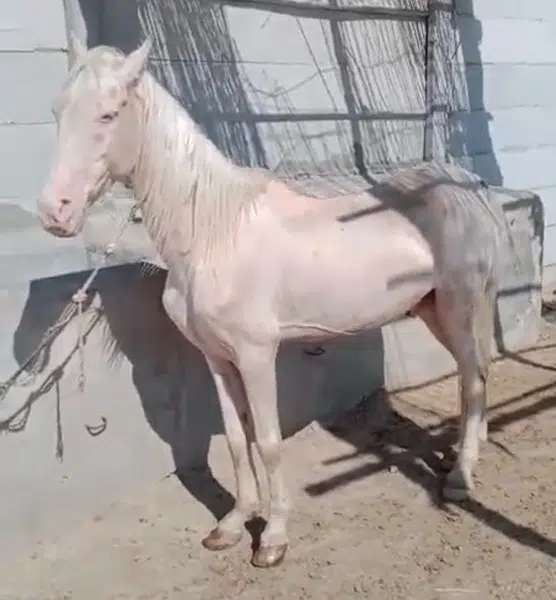 white horse for sale nukra