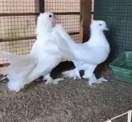 Laka Kabutar confirmed breeding pair