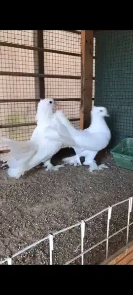 Laka Kabutar confirmed breeding pair