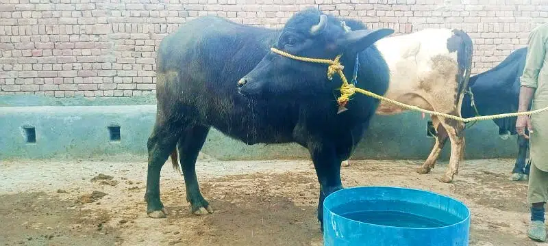 pure Nili katti for sale