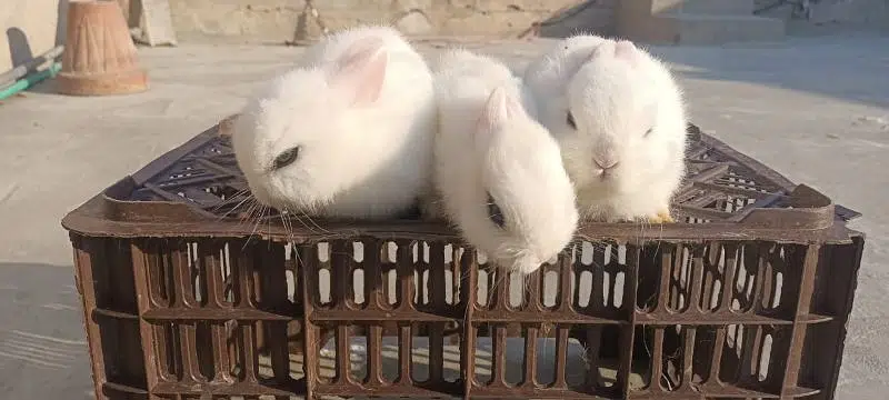 hotot dwarf bunnys supreme quality trio set