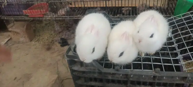 hotot dwarf bunnys supreme quality trio set