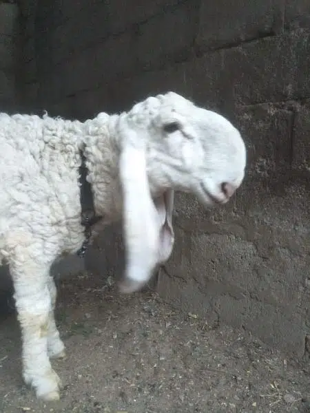 Larkana Dumba for sale in reasonable price