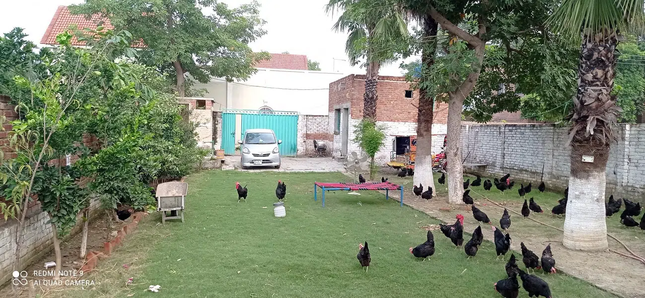 1 KANAL FARM HOUSE AVAILABLE FOR RENT