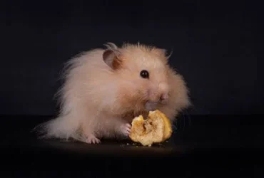 Hamster for sale in Reasonable Price – Online Bechdo