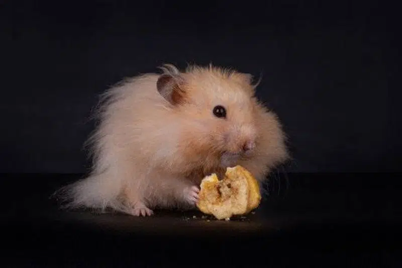 Hamster for sale in Reasonable Price – Online Bechdo