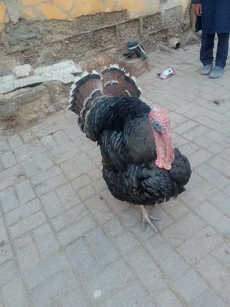 Turkey Pair for sale in Low Price – Online Bechdo